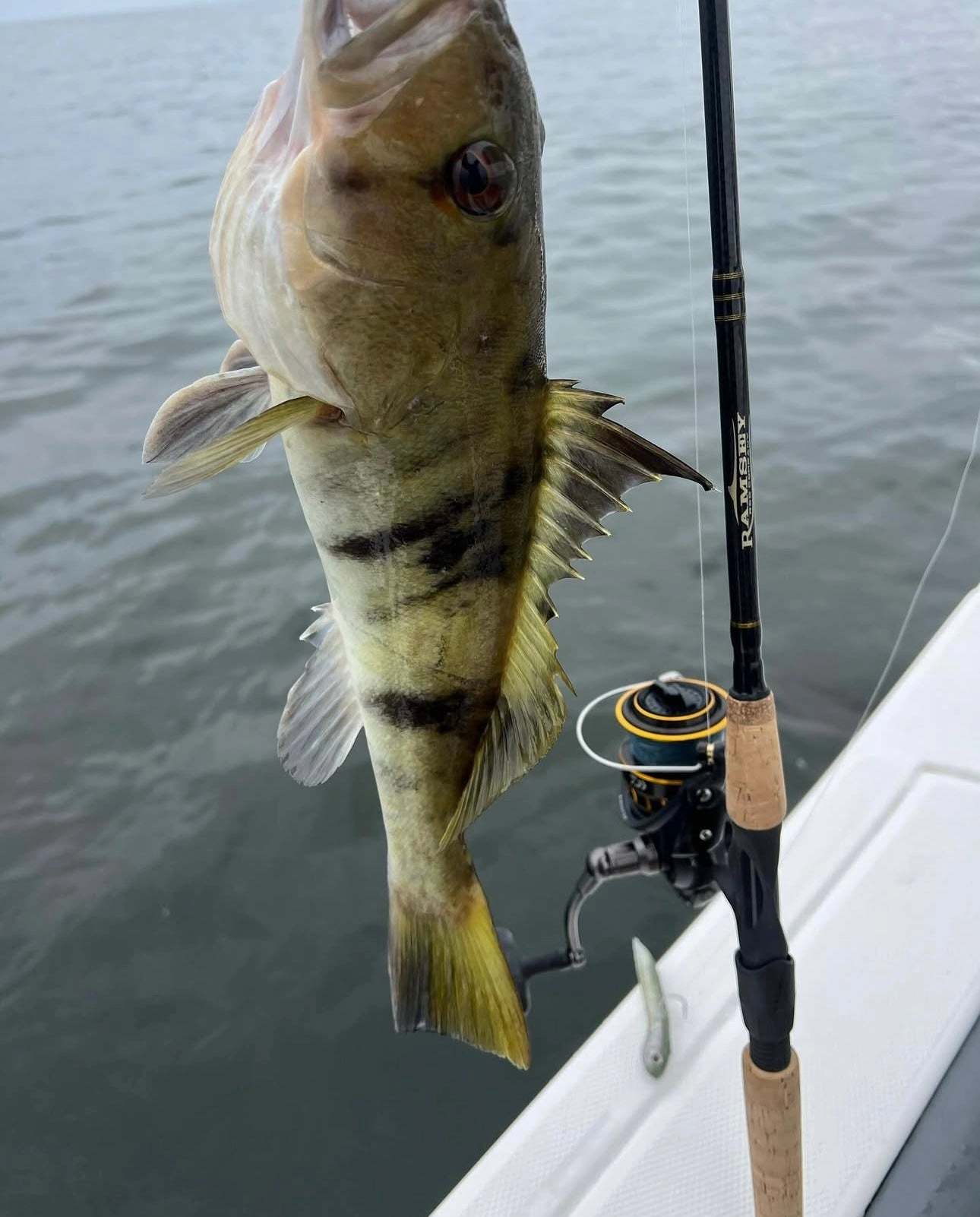 6'6" Medium 3pc Travel Series Spinning Rod (RRCS663MF)