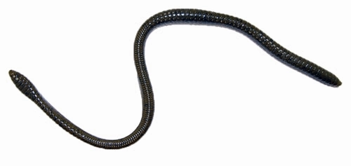 Gambler ER16 16 inch Soft Plastic Worm