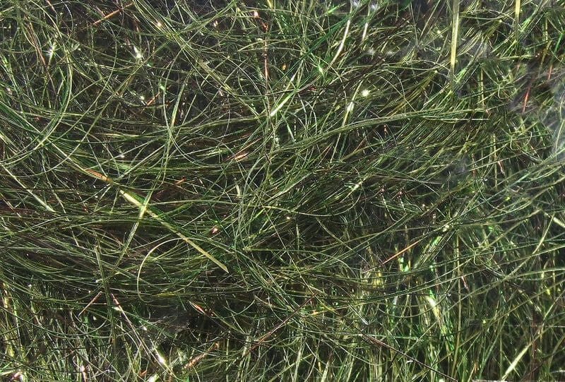 Ice Wing Fiber