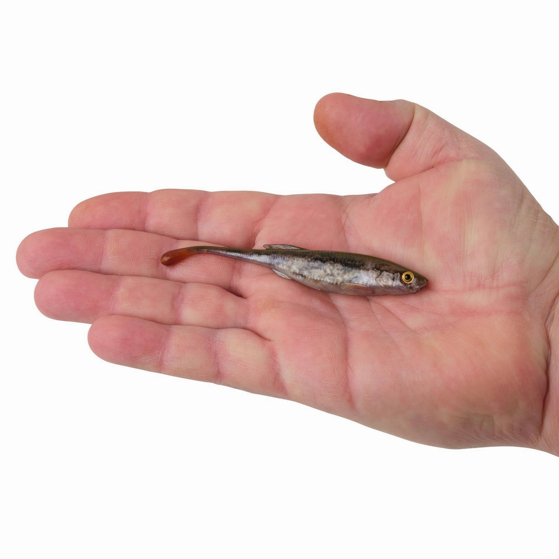 PowerBait Drip Minnow - (4 inch)