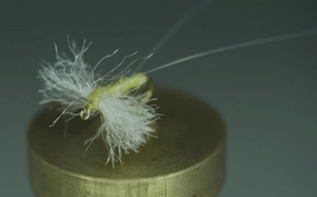 Sulphur Spinner Dry