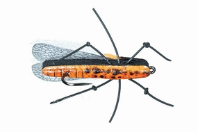 Trina's Salmonfly - (#06)