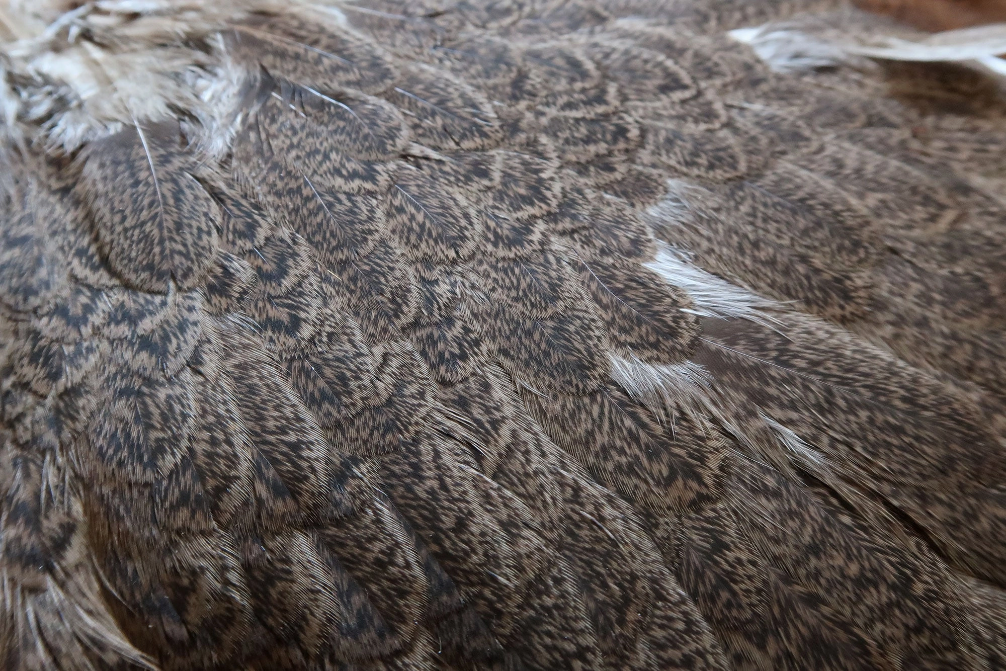 Whiting Brahma Hen Saddle